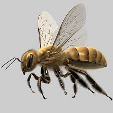 3ds Max Honey Bee Bee Honey Bee 3ds Max