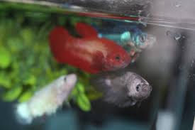 Betta Sorority Female Bettas Can Live Together Under Certain Circumstances 50gallon Tank Was Able To Get Most Of The Girls In A Photo L Betta Betta Fish Fish