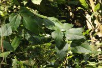 Image result for Rhynchosia viscosa