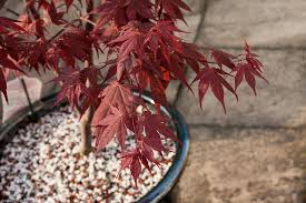 Il faudra particulièrement faire attention à son exposition, plein soleil le matin idéalement à. Erable Du Japon Acer Palmatum