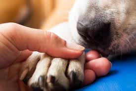 Maybe you would like to learn more about one of these? All About Restful Pets