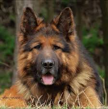 Pastor Aleman German Sheperd Dogs German Shepherd Dogs German Shepherd Puppies