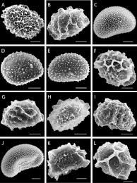 Image result for Elaphoglossum macropodium