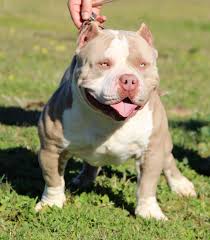 American Bully All You Need To Know About Bully Pitbulls
