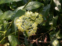 Image result for Anisopappus kirkii