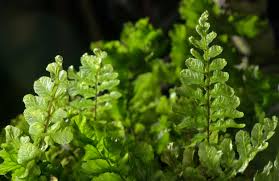 Image result for Hymenophyllum triangulare