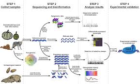 Quizlet is the easiest way to study, practise and master what which of the answer choices reflects a difference in fitness among individuals in a population? Frontiers Genomic Transcriptomic And Epigenomic Tools To Study The Domestication Of Plants And Animals A Field Guide For Beginners Genetics