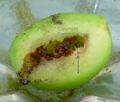 Check spelling or type a new query. Pests And Disease Of Plum Trees