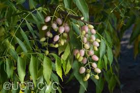 Image result for Clausena