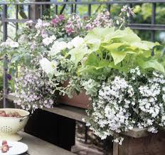 Balkonkasten Mit Lobelien Begonien Und Impatiens Bild 15 Balkonkasten Begonien Umpflanzen