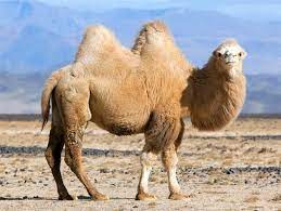 One and two humped camels can breed and most likely the baby would have one large hump. Bactrian Camel And Dromedary Dinoanimals Com