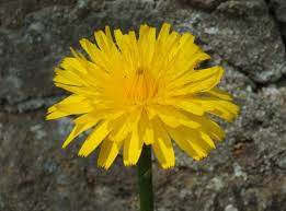 Image result for Hypochaeris radicata