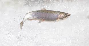 Cdfw Euthanizes 3 2 Million Trout To Halt Bacteria Outbreak California Trout