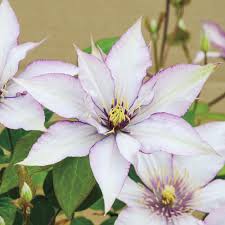 Clematis is an excellent choice for a home garden landscape, or for informal use in containers. Live Plants Clematis Samaritian Jo Perennial 5 Pot Home Garden