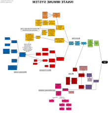 The Immune System Peter Parham Online Does It Work Direction Fp7 Eu