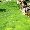 Keep reading for more information on java moss, and how you can grow and care for it. Https Encrypted Tbn0 Gstatic Com Images Q Tbn And9gcsh1ytj1u9crgmy6gmuorp3vkbdqgjt0tckggsqss6jsamet7fs Usqp Cau