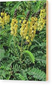 Image result for Senna didymobotrya