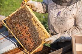 Nacionalinė mokėjimo agentūra (NMA) informuoja, kad žemės ūkio ministro  2026 m. sausio 14 d. įsakymu pakeistos Lietuvos žemės ūkio ir kaimo plėtros  2023–2027 metų strateginio plano sektorinių intervencinių priemonių  bitininkystės sektoriuje įgyvendinimo