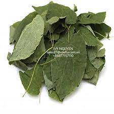 Promotes healthy range for blood pressure, blood sugar, and cholesterol, relieves fever discomfort. High Nutritive Tiliacora Triandra Dried Green Grass Jelly Leaves Suong Sam Leaf Ivy 84977157110 Buy Green Grass Jelly Plant Green Grass Jelly Nutrition Green Grass Jelly Dessert Product On Alibaba Com