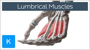 Variation in ulnar artery location is presented as a range of distances from the lateral fdp muscle border. Lumbricals Of The Hand Physiopedia