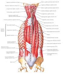 High back muscles diagram : Muscles Of Back Intermediate Layers Anatomi Tubuh Latihan Fisik Latihan