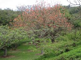Image result for Erythrina abyssinica