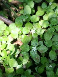 Image result for Crassula alsinoides