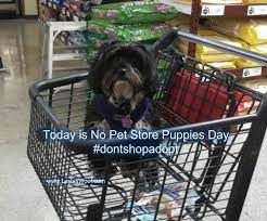 Today Is No Pet Store Puppies Day Pet Store Puppies Puppy Day Puppies