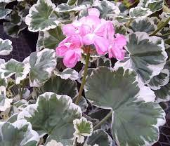 Maybe you would like to learn more about one of these? Rethinking The Plain Old Geranium With Shady Hill A Way To Garden