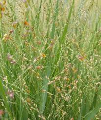 Image result for Panicum nervatum