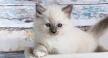 Ragdoll Cat Breed Pictures and Information | petMD | PetMD
