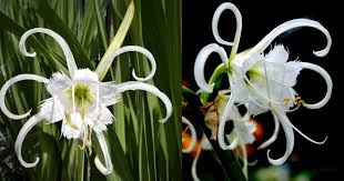 Do not cut down earlier. Peruvian Daffodil Care Growing The Spider Lily Ismene