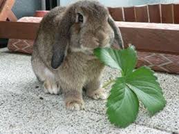 Liste Des Legumes Bons Ou Pas Pour Les Lapins Marguerite Et Cie Cutest Bunny Ever Bunny Care Animals And Pets