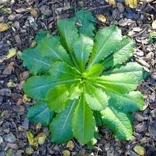 Image result for Lactuca setosa