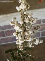 Image result for Tarchonanthus camphoratus