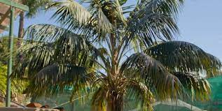 Caring For Your Kentia Palm Howea Forsteriana Palms Online Australia