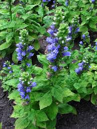 Image result for Lobelia minutula
