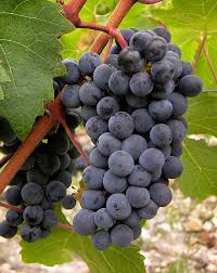 See more of cabernet sauvignon on facebook. Cabernet Sauvignon Rouge Le Cepage Traditionnel