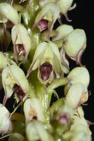 Image result for Polystachya melanantha