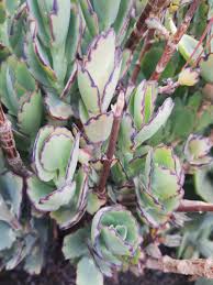 Image result for Kalanchoe brachyloba
