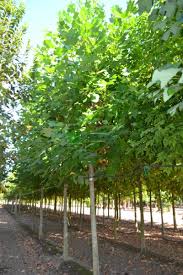 Elwyn 60pcs blue tulip flower seeds. Tulip Poplar Tulip Tree Liriodendron Tulipifera Magnoliaceae Sms Marmara Group