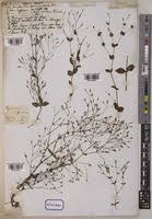 Image result for Canscora kirkii