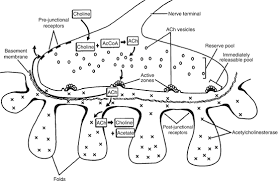 Window size (width x height) choose an option 30.5 x 12 30.5 x 16 30.5 x 20 30.5 x 24 32. Drugs And The Neuromuscular System Springerlink