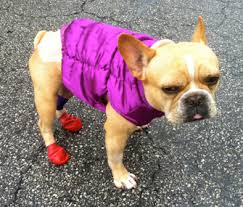 For this one, you only need a sanitary pad and a pair of children's boxer briefs. 7 Products To Help Senior Or Disabled Dogs Get Back On Their Paws