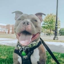 His first recorded mainstream performance was on a solo track from lil jon's 2002. Grand Rapids Pitbull Alliance Home Facebook