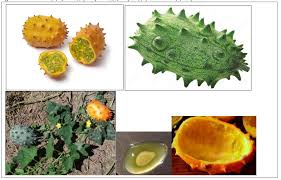 Image result for Oreosyce africana