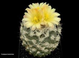 The cactus plant survives in the desert by using the adaptation technique. Copiaoa Tenuissima Cactus Flower Cactus Flowers Flowers