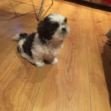 1,289 likes · 56 talking about this. Little Black Brown And White Shih Tzu Girl