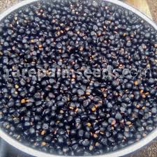 Image result for Ensete gilletii