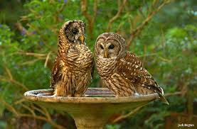 Check spelling or type a new query. Helping Backyard Birds Beat The Heat
